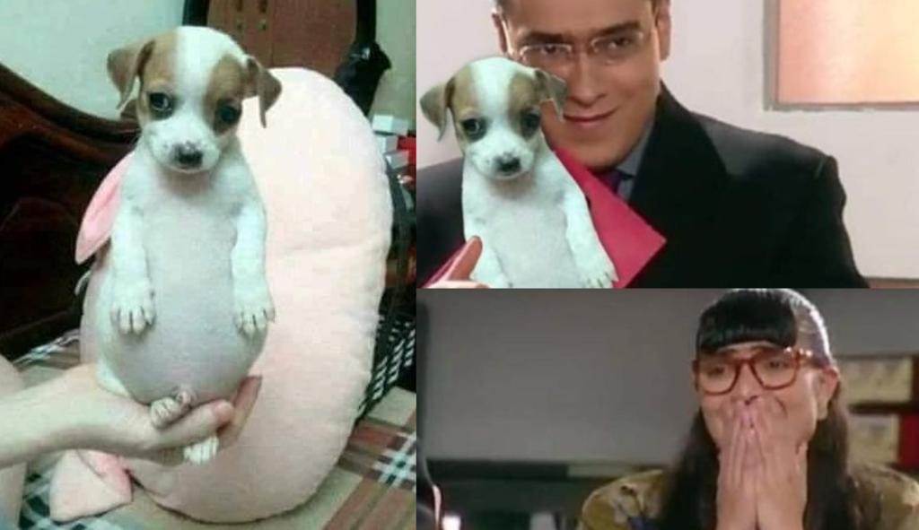 'Todo chiquito, todo panzón'; el origen del perrito que conquista en memes