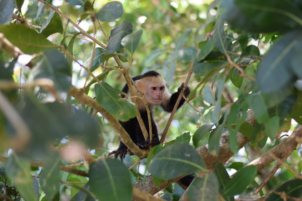 Cuidados que debes considerar para tener un mono capuchino de mascota