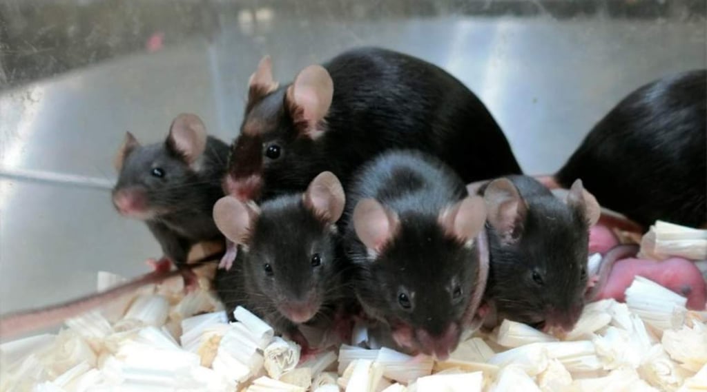 Radiación cósmica no afecta esperma de ratones; pueden tener crías