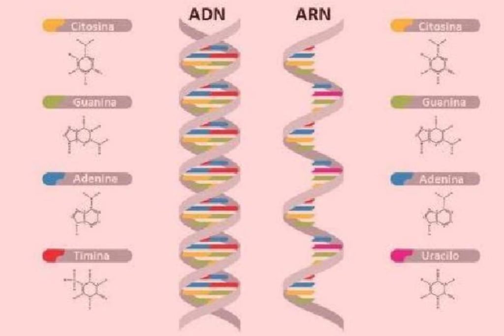 Células humanas pueden convertir secuencias de ARN en ADN