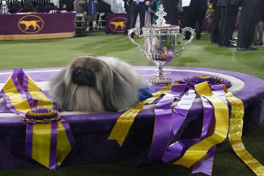 Wasabi, el perro pequinés que triunfó en Westminster