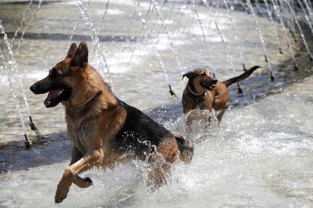 Prohíbe EUA entrada de perros con países con riesgo de contagios de rabia