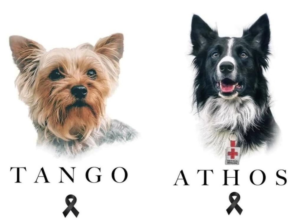 Envenenan a 'Athos' y 'Tango', perritos rescatistas en Querétaro