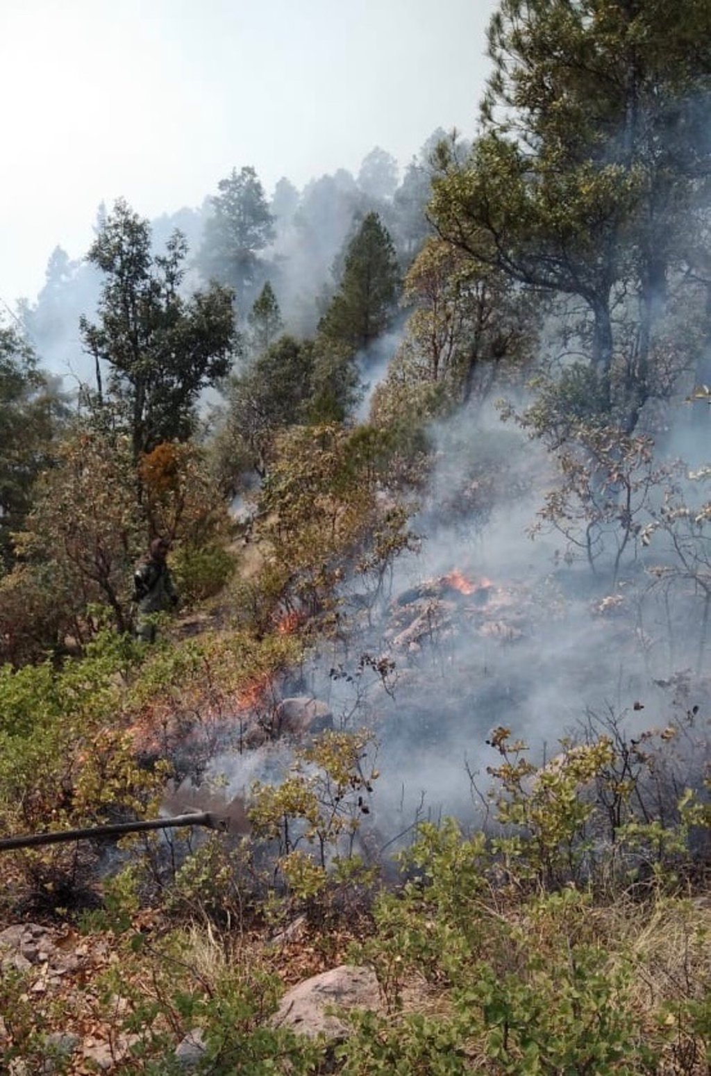 Hay cinco incendios forestales activos en Durango
