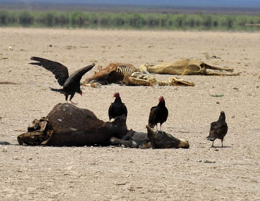 Por sequía, mueren 100 animales al día en Durango