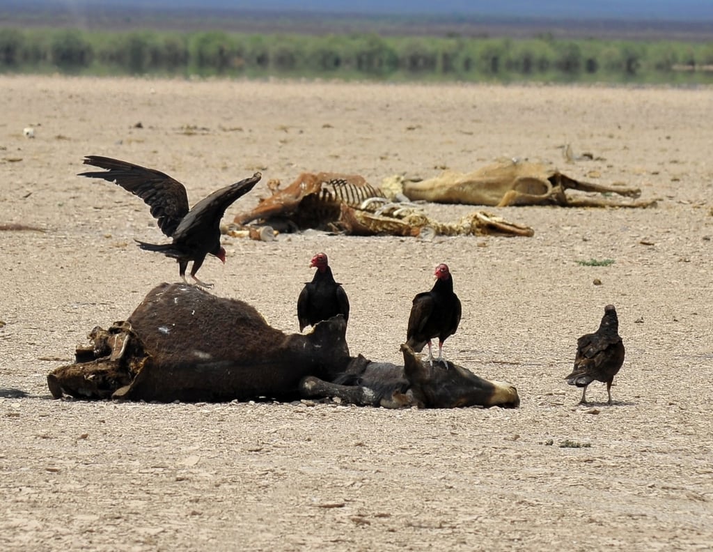 Mueren 100 animales al día, por la sequía