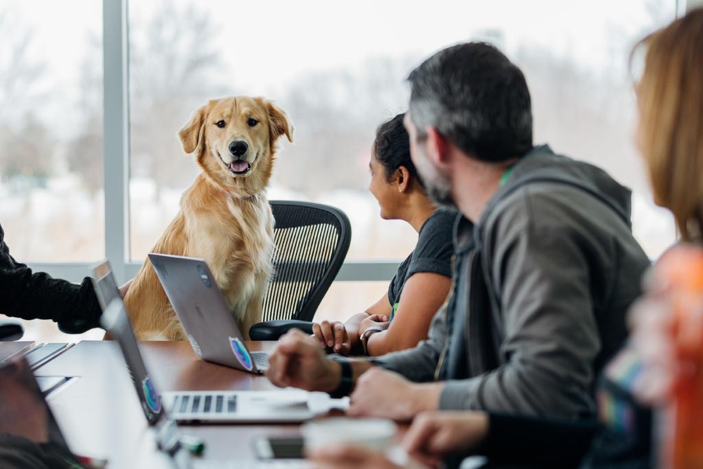 Las ventajas de tener una mascota en la oficina