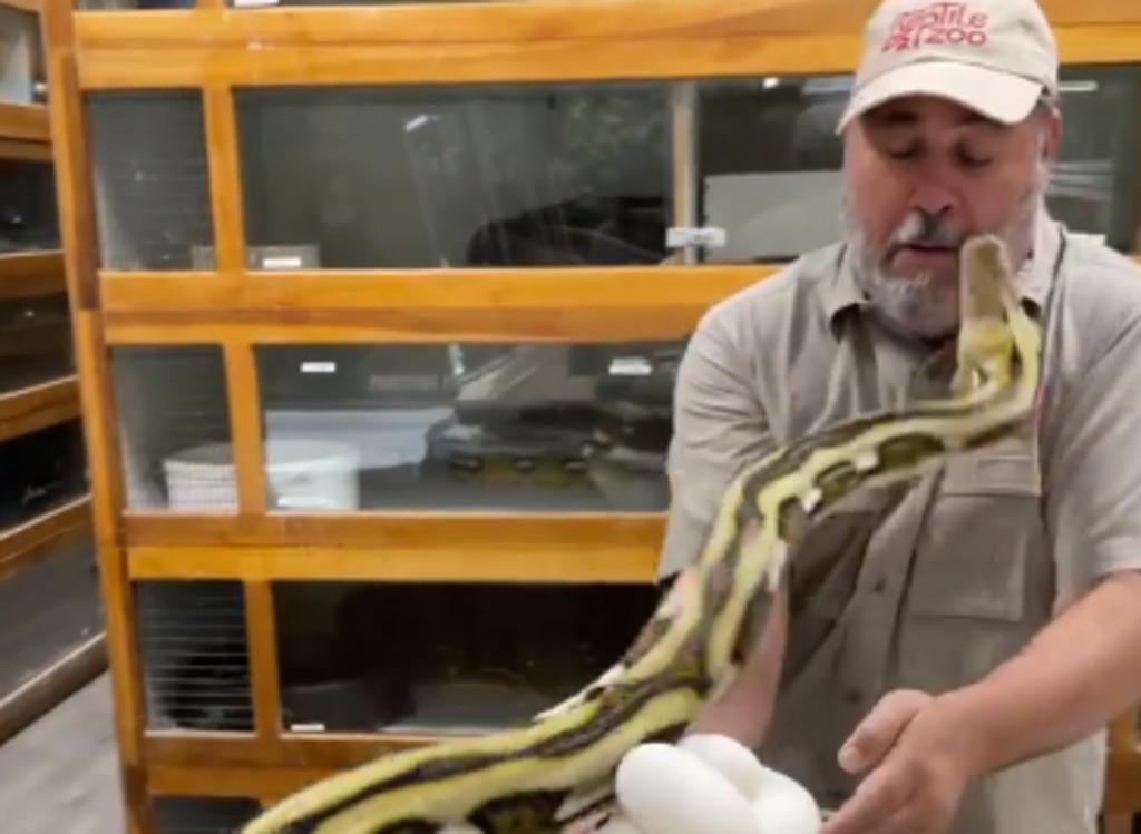Serpiente muerde la cara de su cuidador al intentar defender sus huevos
