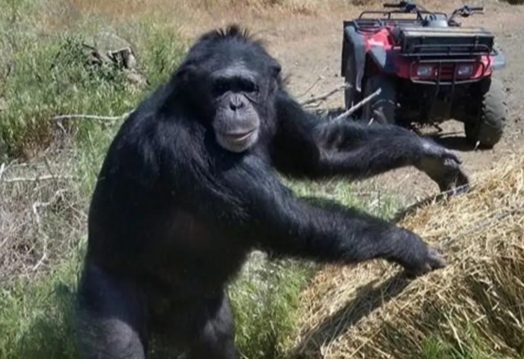 Policía mata a chimpancé que estaba atacando a la hija de su dueña