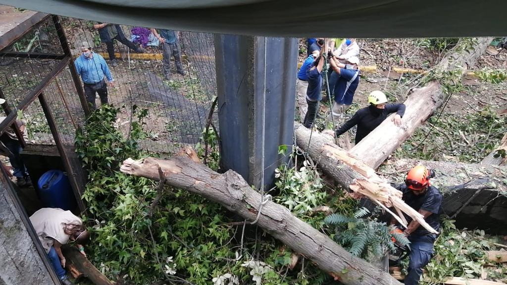 Árbol cae en aviario del Zoológico de Chapultepec