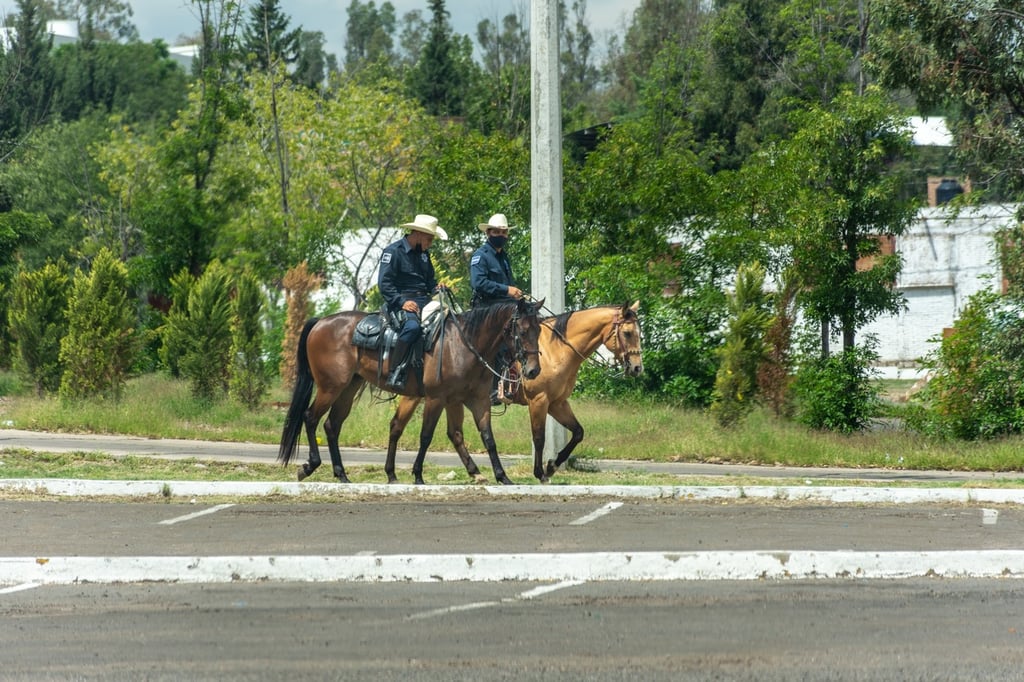 'Jubilación' digna para tres equinos de la Policía Montada