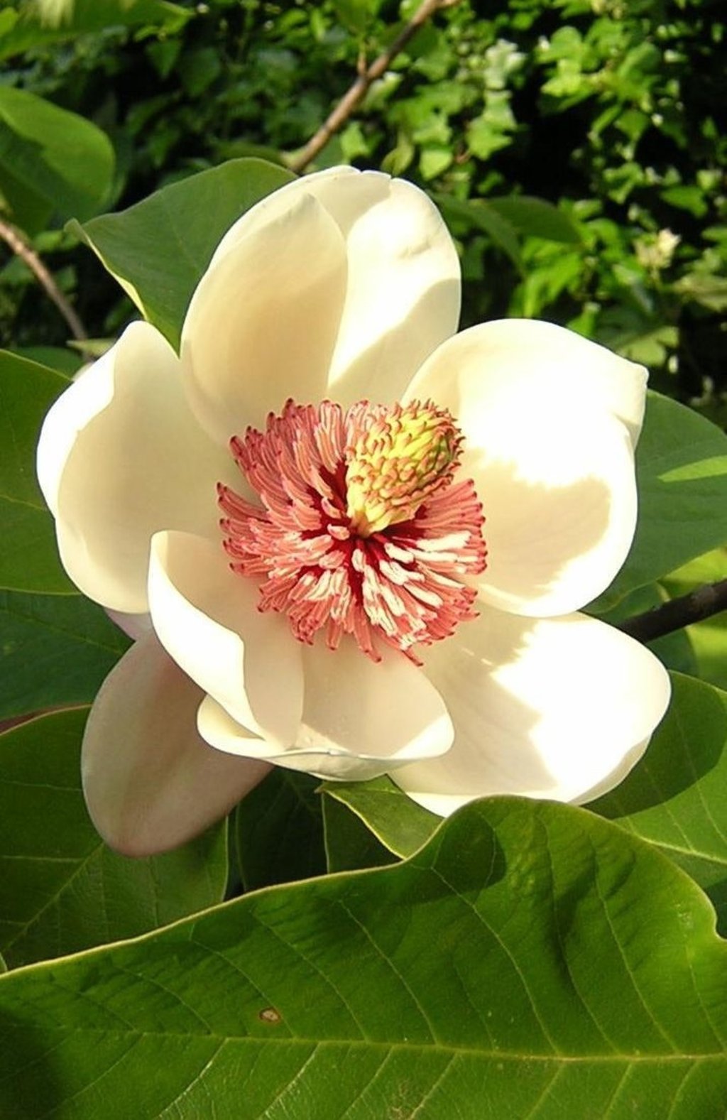 Magnolia, flor de encanto