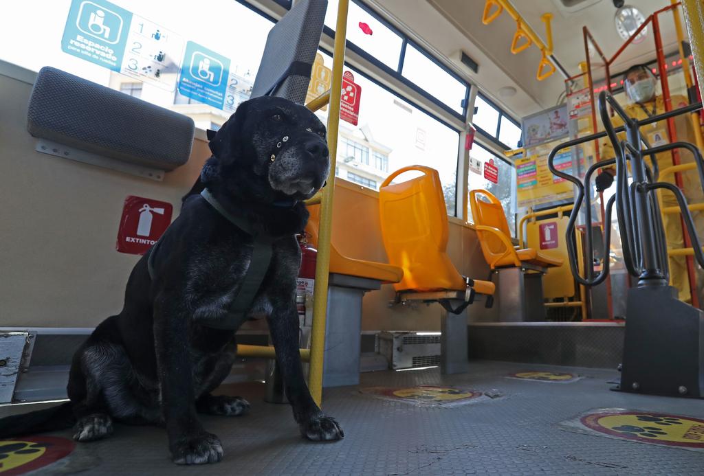 'Don Alonso', el perro que viaja en transporte público y 'conquista' a Bolivia