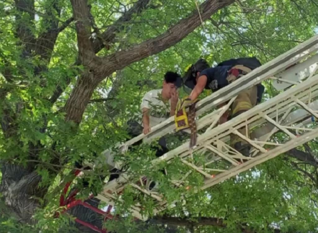 Hombre trepó un árbol para salvar un gato; luego tuvieron que ser rescatados los dos