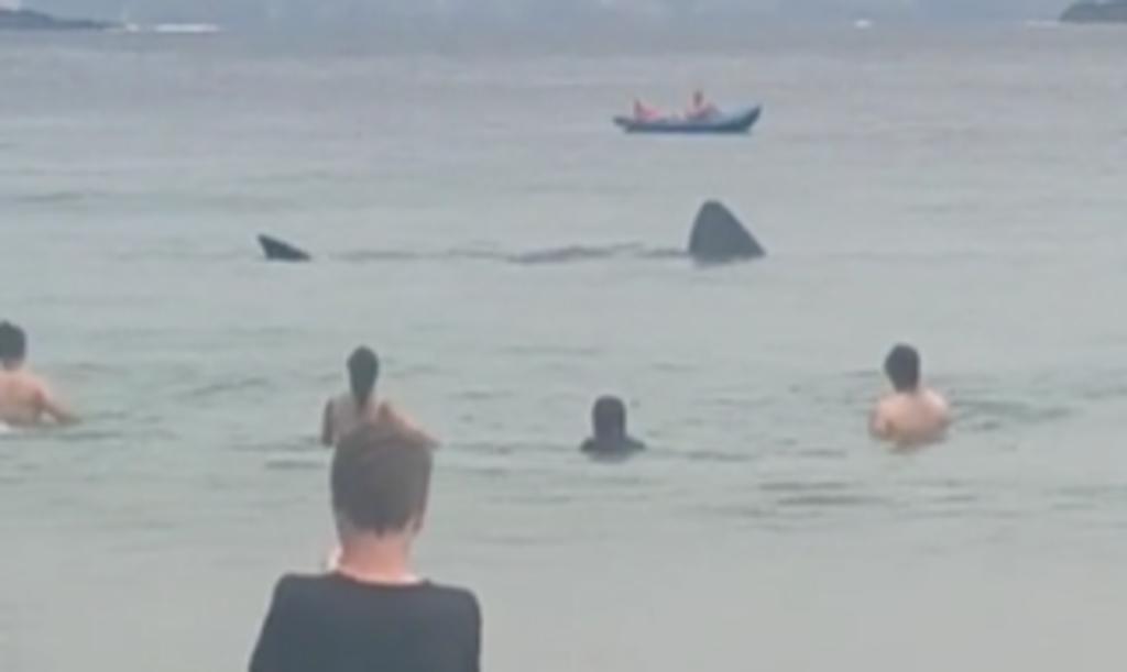 Tiburones nadan cerca de bañistas en una playa irlandesa