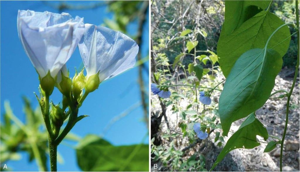 Científicos identifican cinco nuevas especies de plantas en los Andes de Bolivia