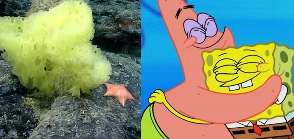 Captan a las versiones reales de 'Bob Esponja' y 'Patricio' en el Atlántico