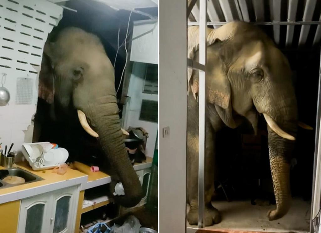 Elefante que entró por comida a una casa en Tailandia lo hizo de nuevo