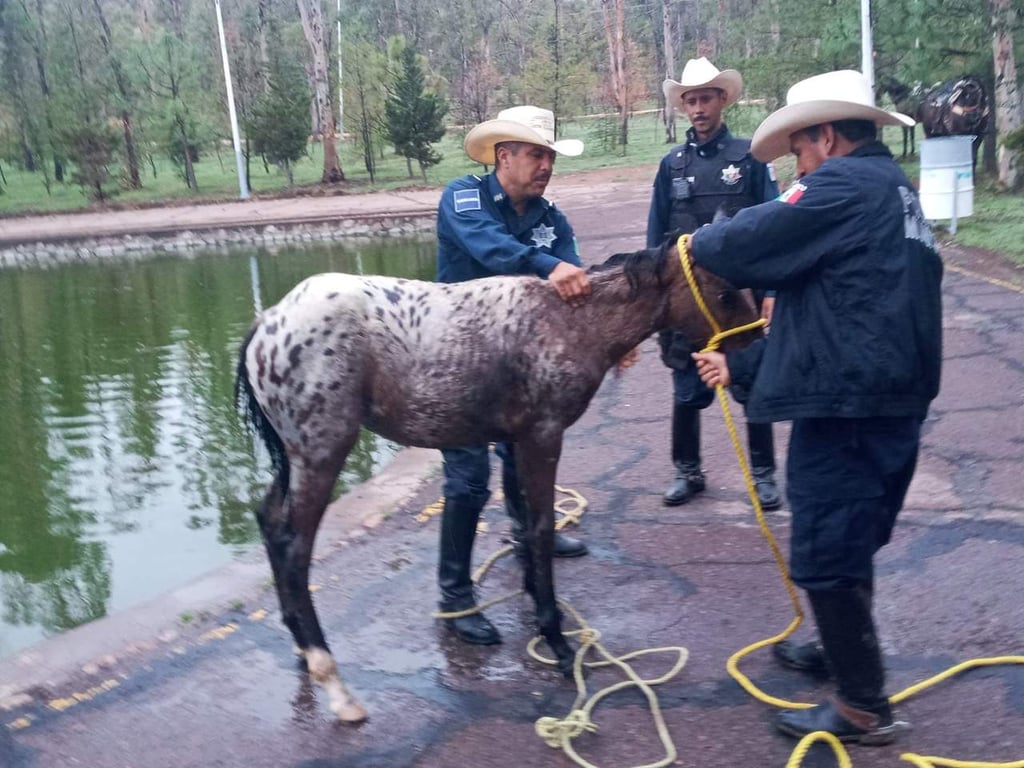 Rescatan a caballo que cayó en el lago del Sahuatoba