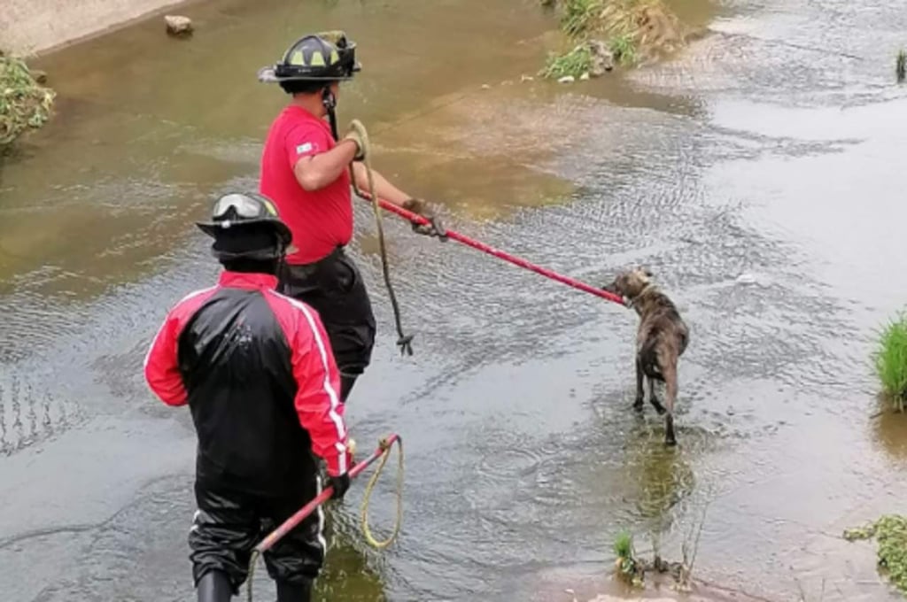 Rescatan a perrito del Arroyo Seco