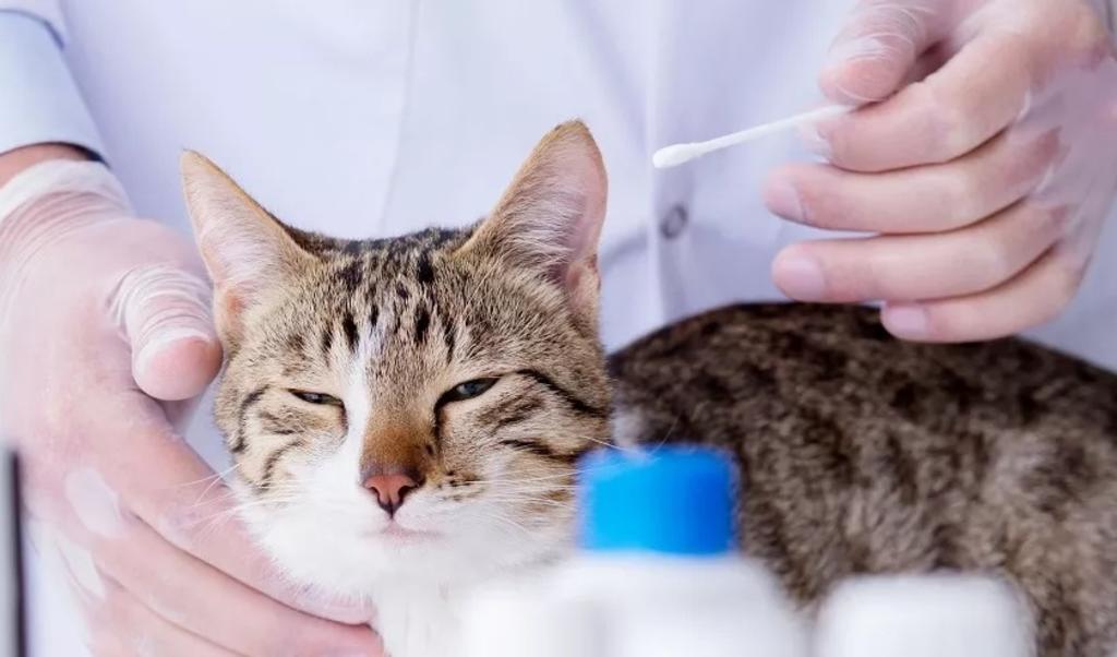 Gatos que duermen con sus dueños infectados por COVID-19 son más propensos a contagiarse