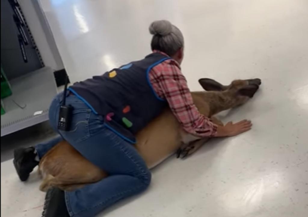 Venado ingresa a supermercado y es sometido en el piso por una empleada