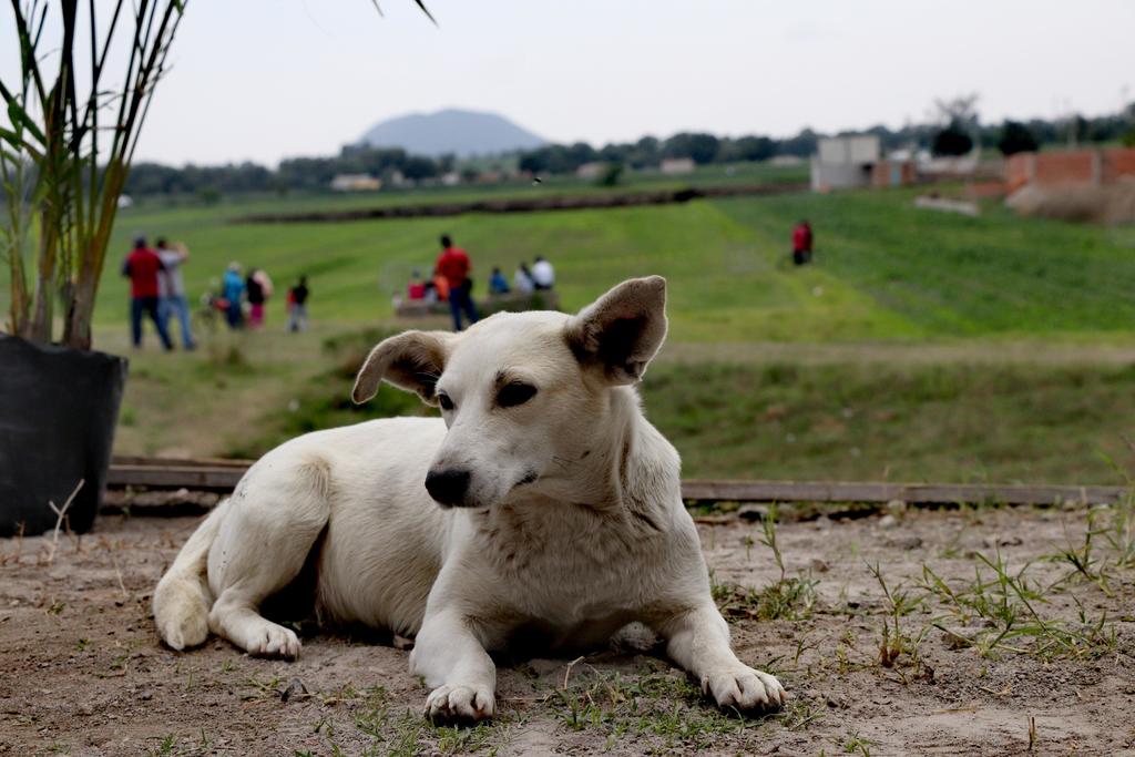 Investigan en Oaxaca muerte por envenenamiento de ocho perros