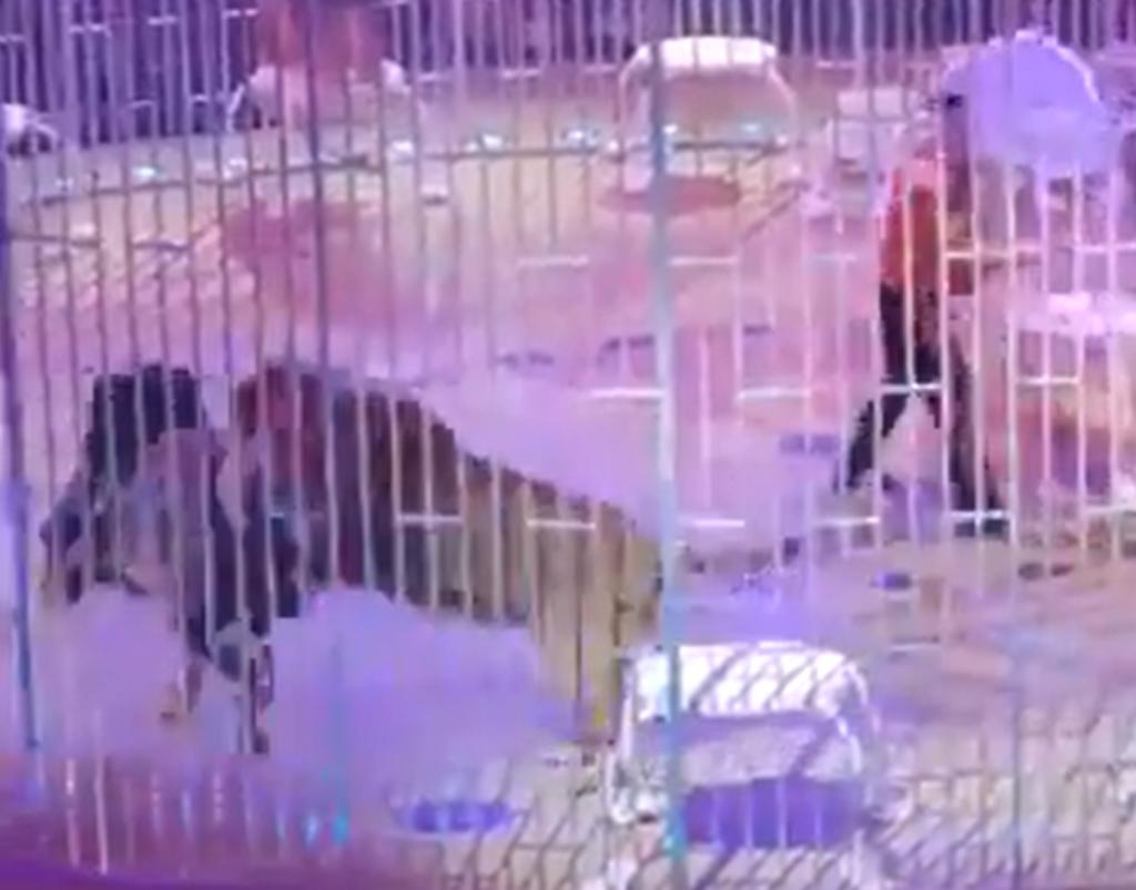 Leones protagonizan pelea entre sí en plena presentación de circo