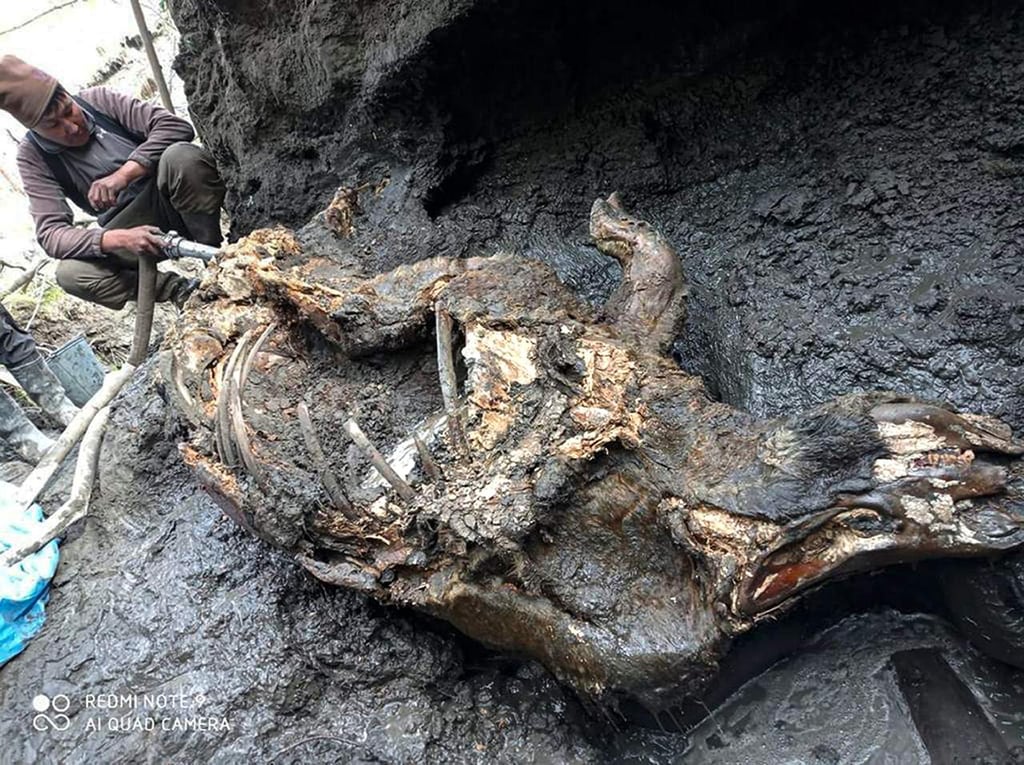 Científicos recuperan rinoceronte lanudo de la Era de Hielo en Rusia