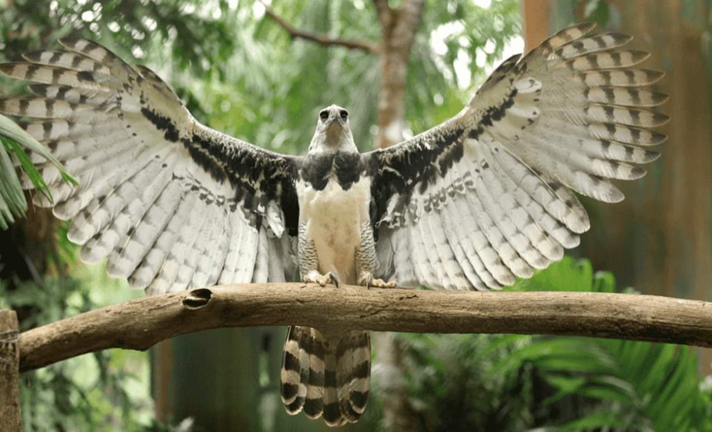 La deforestación amenaza con matar de hambre a una de las águilas más grandes