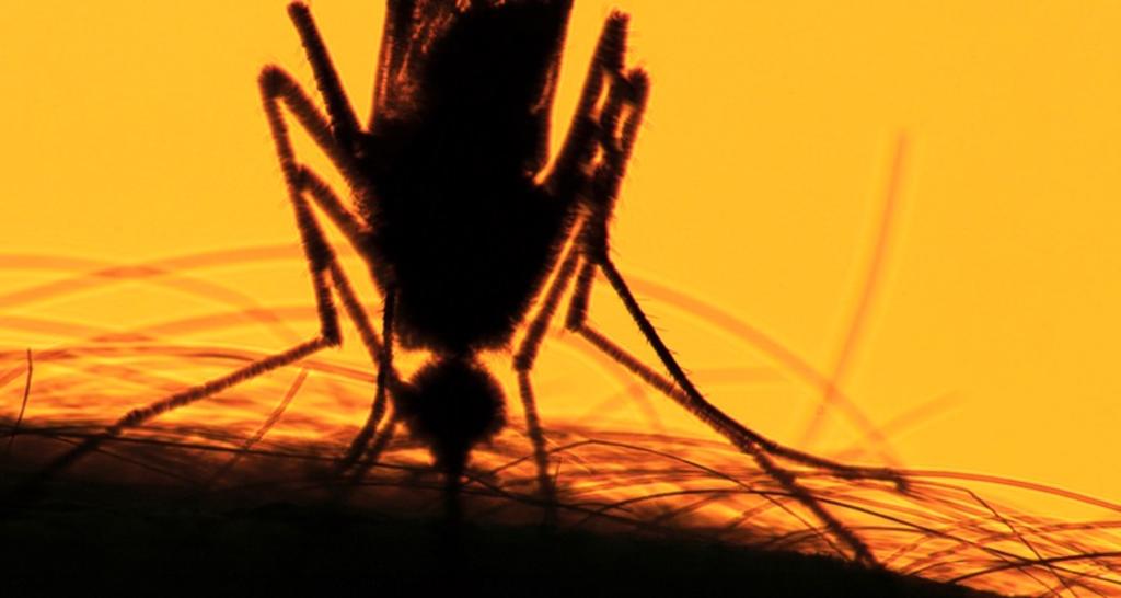 ¿Cómo se transmite y cuáles son los síntomas de la fiebre amarilla?