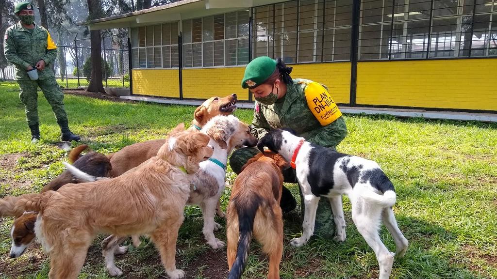 Ejercito rescata y crea refugio para perros que deambulan en zona del aeropuerto Felipe Ángeles