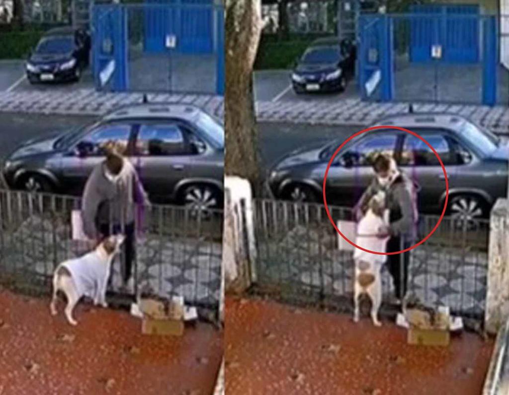 Perro se convierte en víctima de 'robo'; hombre lo engaña para quitarle su suéter y se vuelve viral