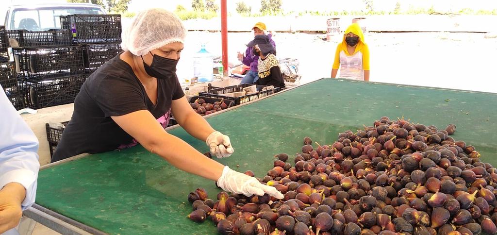 Producción de higo en La Laguna está en riesgo de enfrentar similar problemática del melón: Productora