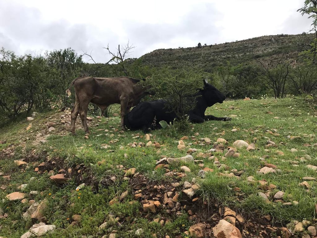Sequía ha matado a 50 mil vacas en Durango
