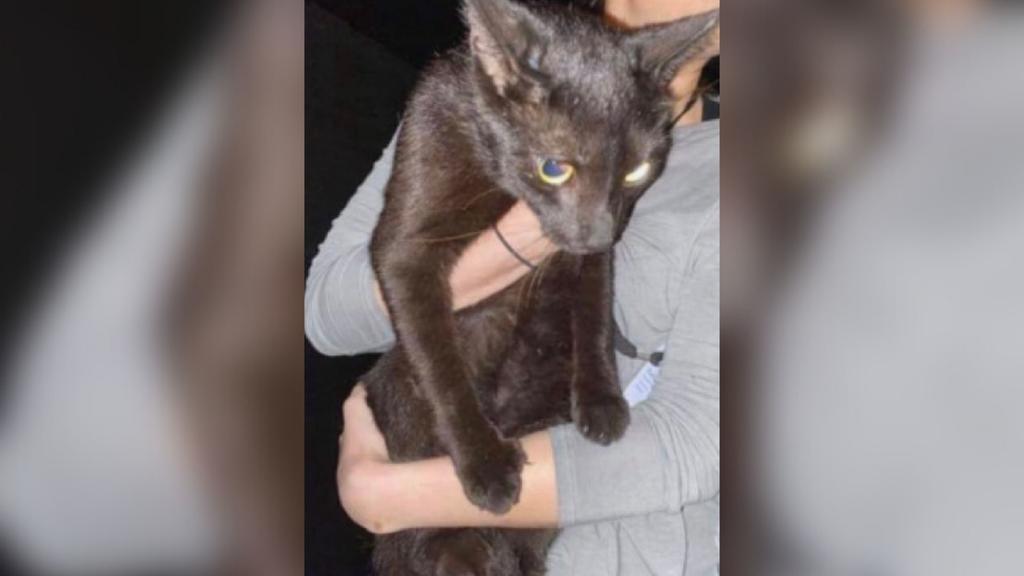 Binx, el gato que resultó ileso del derrumbe en Miami-Dade