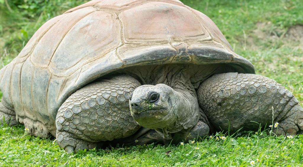 Fallece 'Schurli', la tortuga que rondaba los 130 años de edad