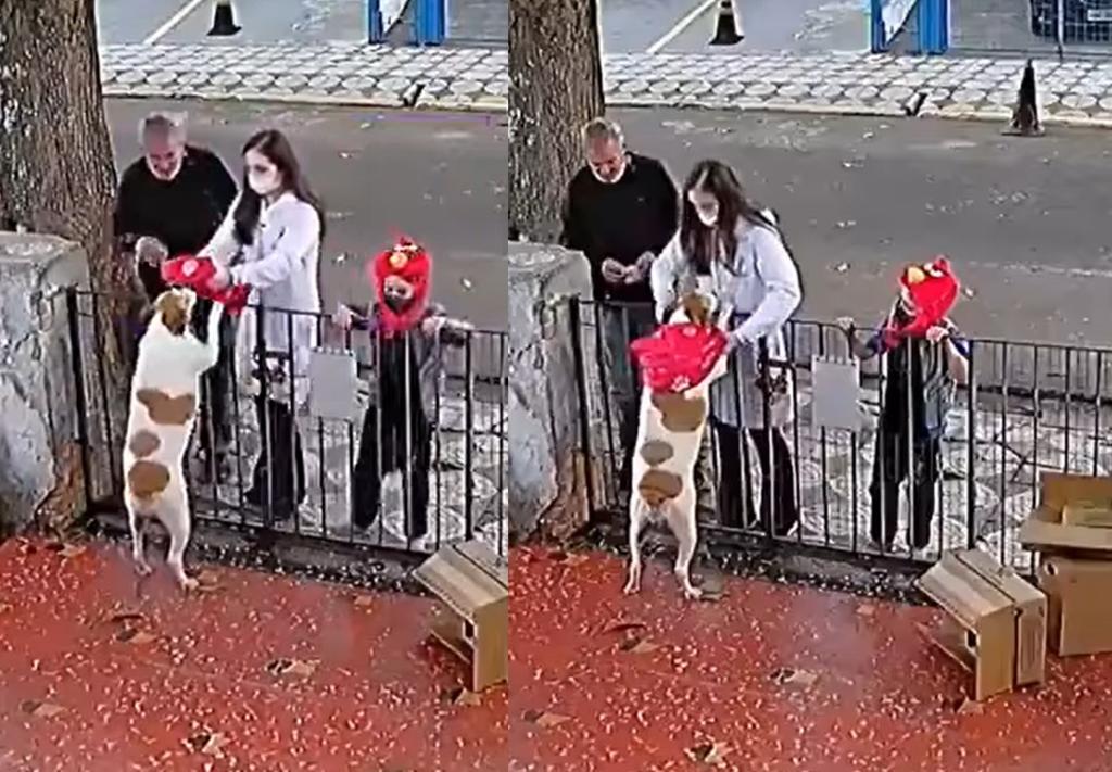 Le regalan suéter a perro que fue víctima de robo