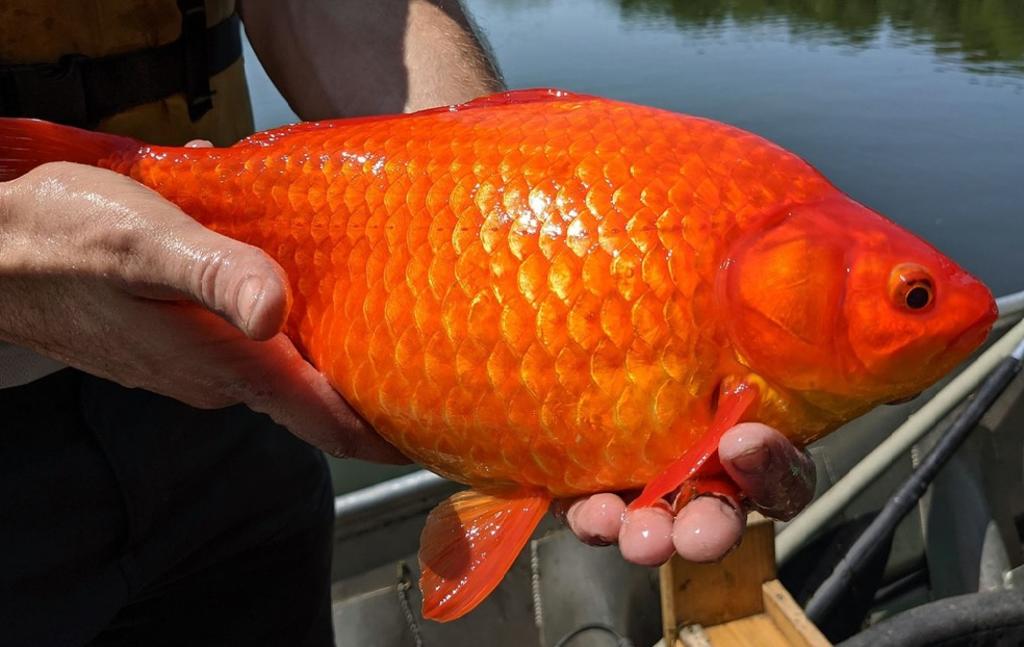 Peces dorados ‘gigantes’ en lago de Minnesota preocupan a las autoridades