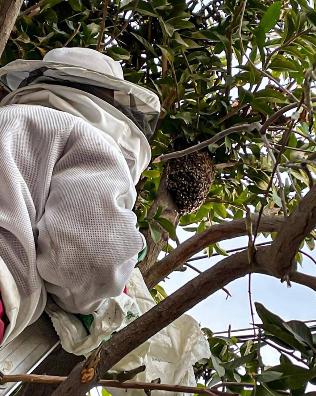 Llaman en Gómez Palacio a preservar las abejas