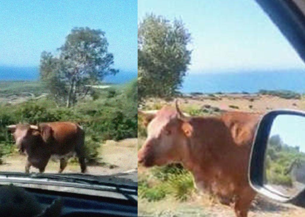 Conductor le pregunta el camino a una vaca y su reacción causa risa