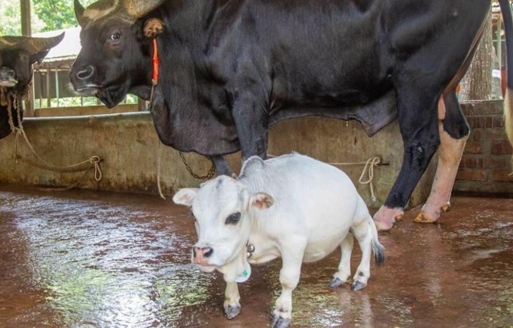 'Rani', la vaca 'más pequeña del mundo', causa sensación en redes sociales