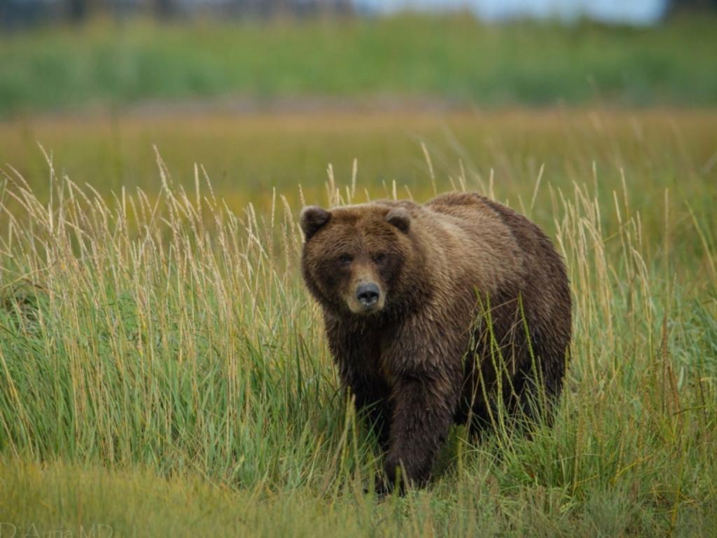 Pareja rusa asegura haber pasado diez días en el bosque eludiendo a un oso