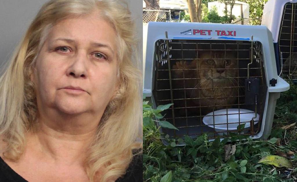 Condenan a prisión a mujer que asesinaba gatos fingiendo que los alimentaba
