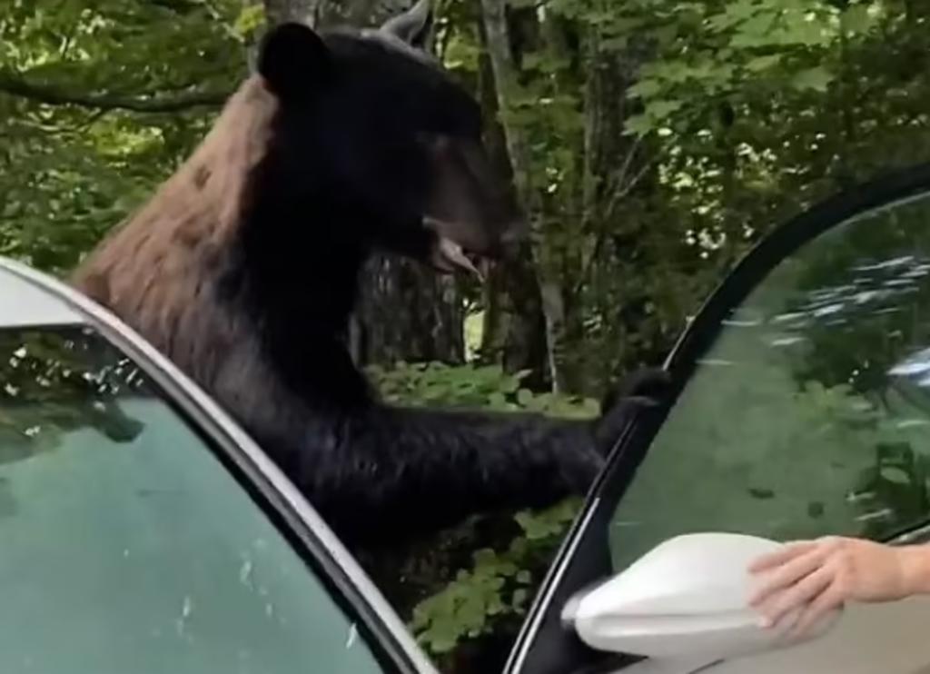 Hombres 'rugen' y gritan para ahuyentar a un oso que ingresó a un automóvil