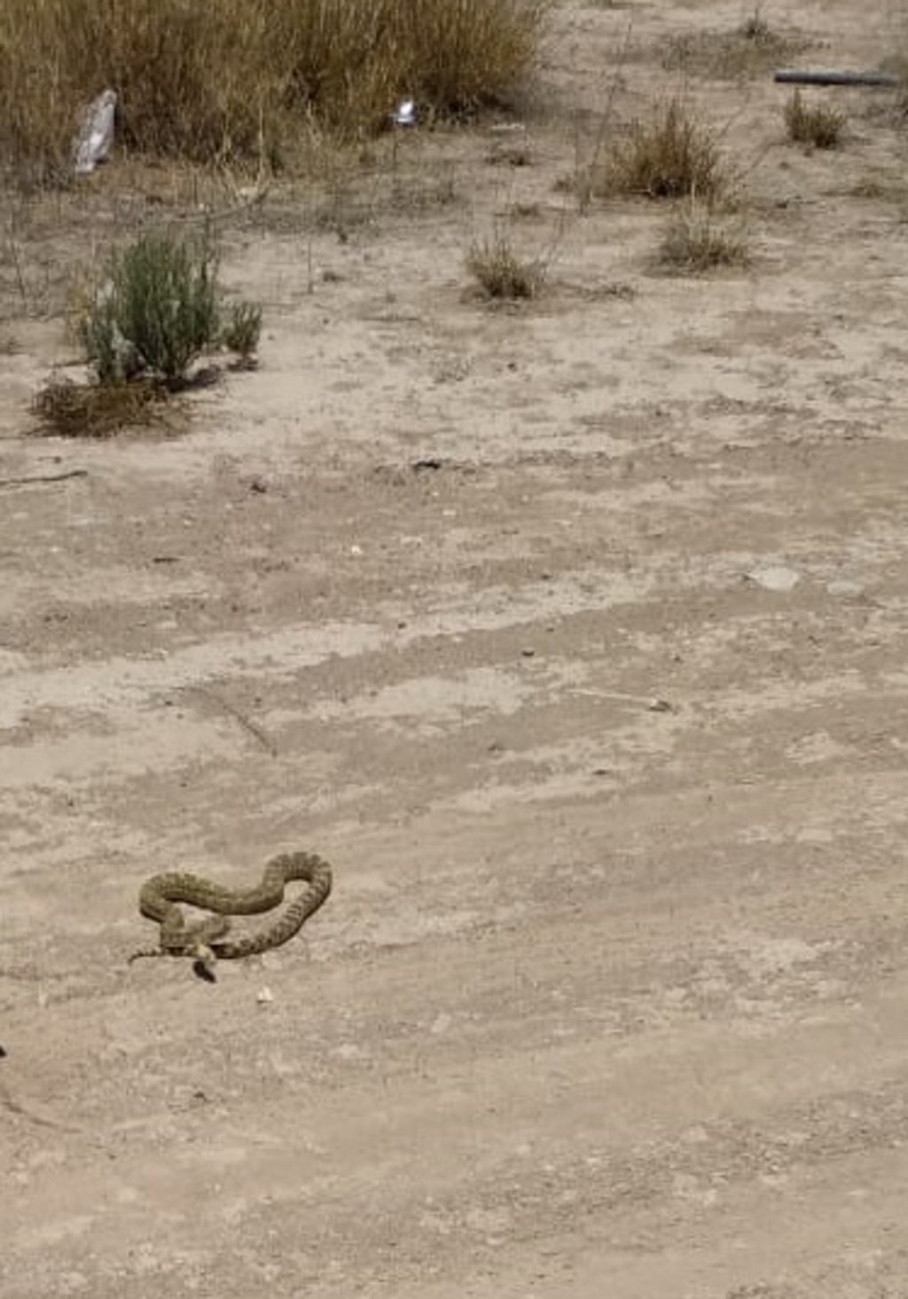 Serpientes han mordido a ocho personas en Durango
