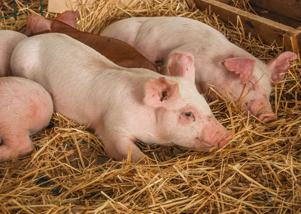 Durango produce más de 2 mil toneladas de carne de cerdo