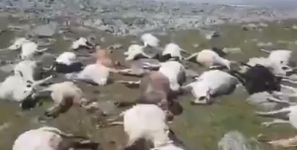Más de 500 ovejas mueren tras ser alcanzadas por un rayo en Georgia