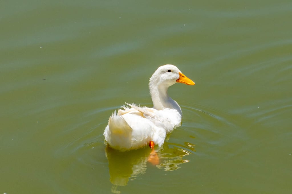 Continúan denunciando el uso de patos de parques Guadiana y Sahuatoba para alimentar cocodrilos