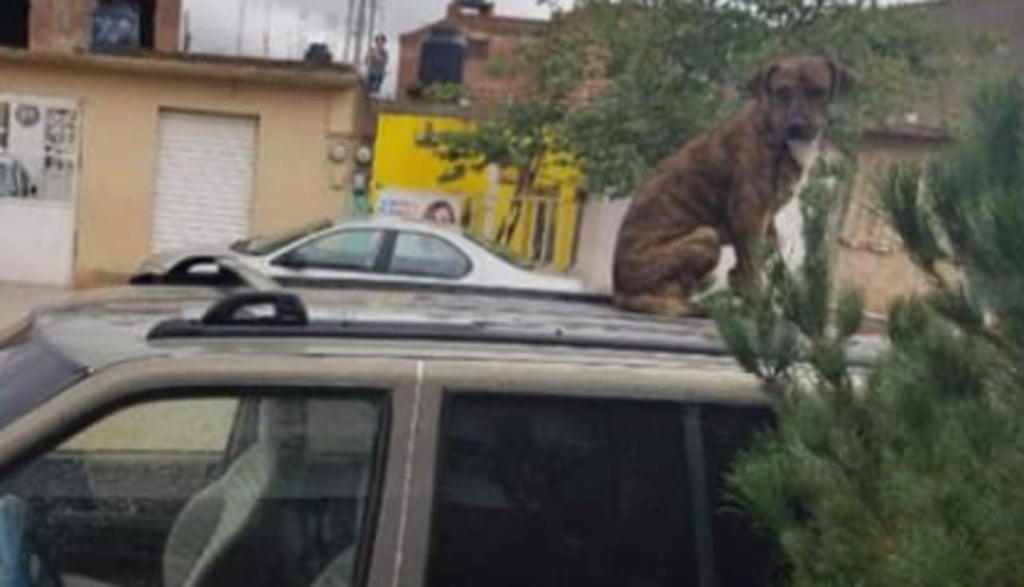 Perrera de Durango no atiende reportes por falta de vehículos